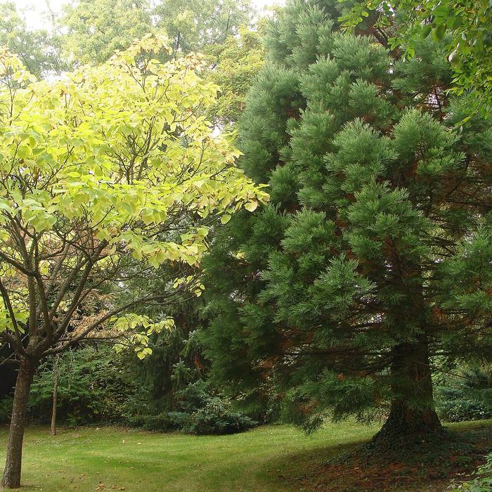Photo de Abbaye de Saint-Martin-des-Glandières